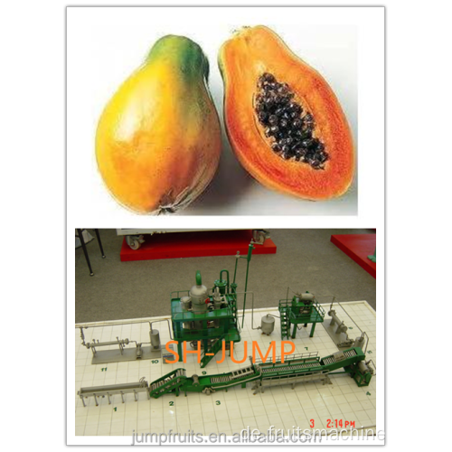 Papaya -Verarbeitungsmaschine machen Papaya -Saft